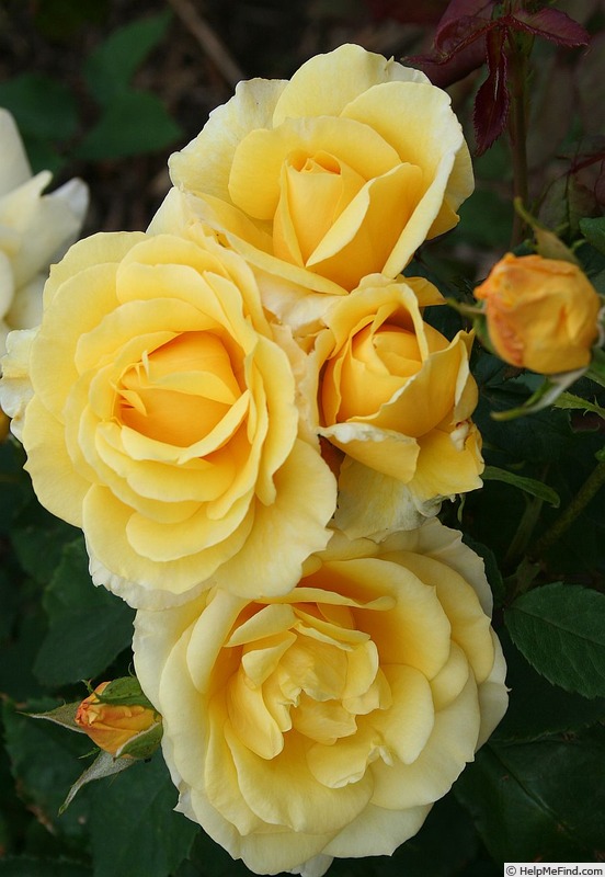 'Lemon Smoothie' rose photo