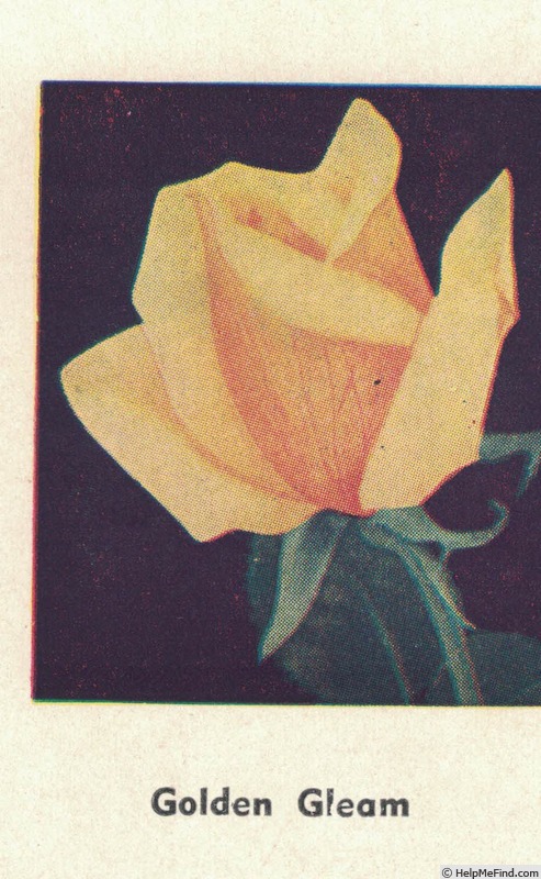 'Golden Gleam' rose photo