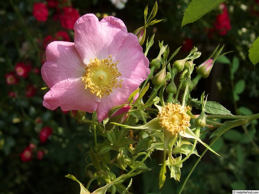 'Hafranano' rose photo