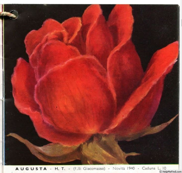 'Augusta (hybrid tea, Giacomasso 1940)' rose photo