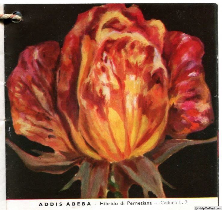 'Addis Abeba' rose photo