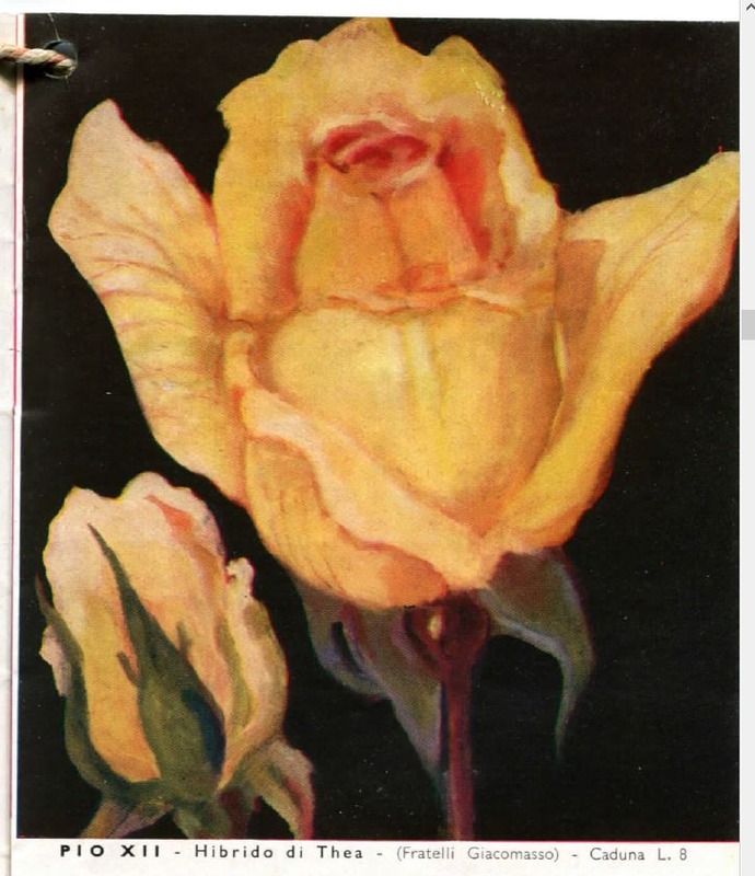 'Pio XII' rose photo