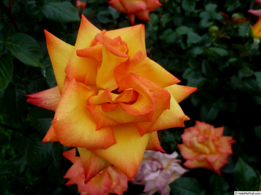 'ADAfualo' rose photo