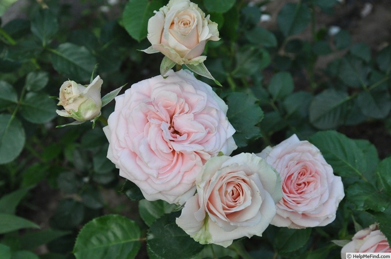 'Majestic ™ (hybrid tea, Olesen 1991)' rose photo