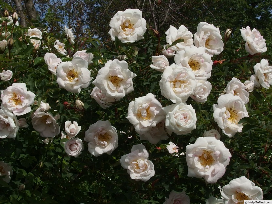 'Dresdner Barock' rose photo