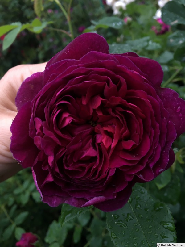 'Rook' rose photo