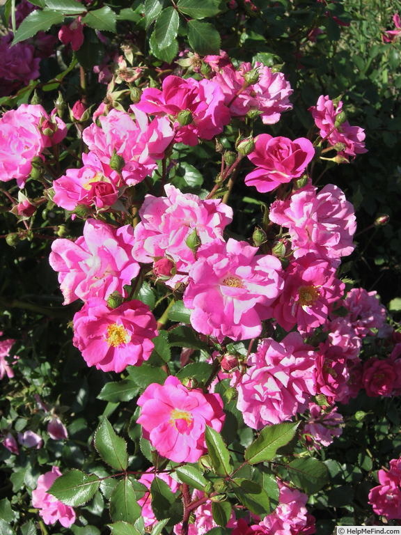 'Perla Transylvanie' rose photo