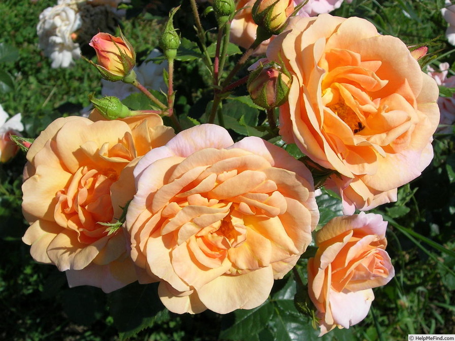 'Rosagold' rose photo