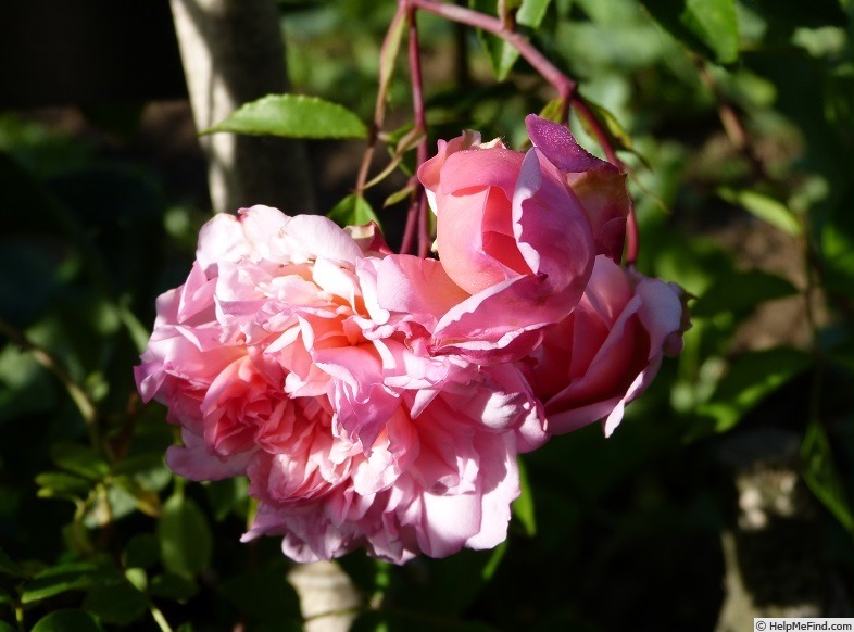 'Valentin Beaulieu' rose photo