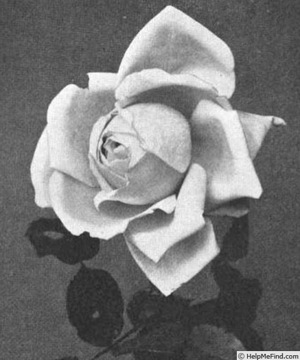 'G. Amédée Hammond' rose photo