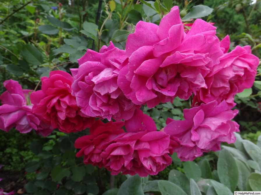 'Tam O'Shanter (shrub, Austin, 2009)' rose photo