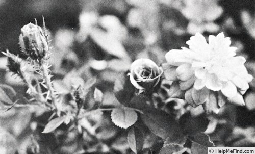 'Fairy Moss X Rougemoss' rose photo