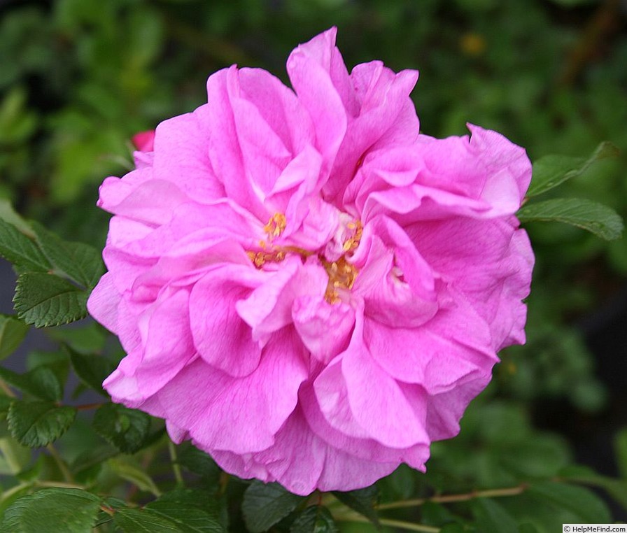 'Andelicia de Beauchamp' rose photo