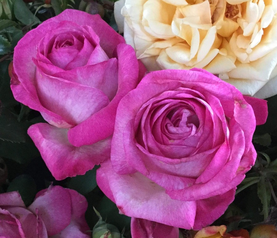 'Luisa Spagnoli ®' rose photo