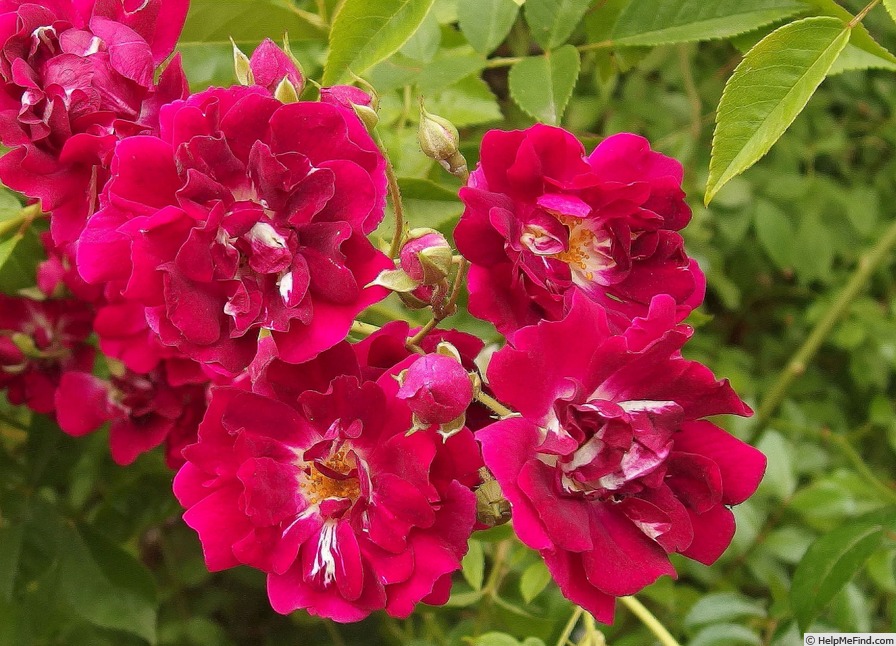 'Prinz Hugo' rose photo