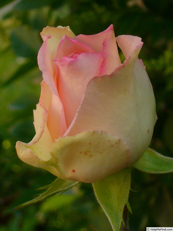 'Gabriella Assirelli' rose photo