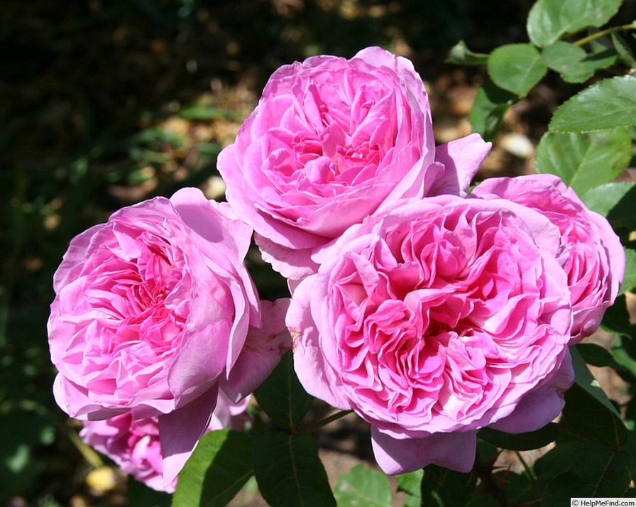 'Crazy in Love (shrub, Millington 2014)' rose photo