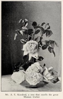 'Mr A. E. Kundred' rose photo
