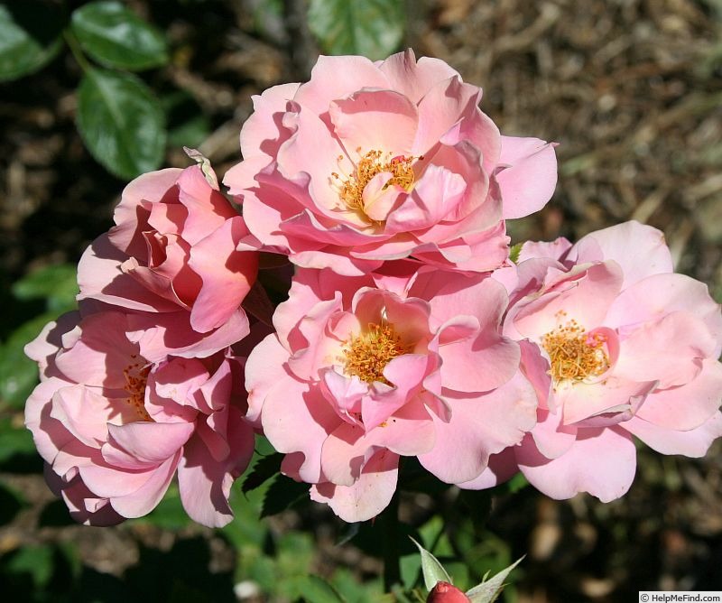 'Peach Smoothie' rose photo