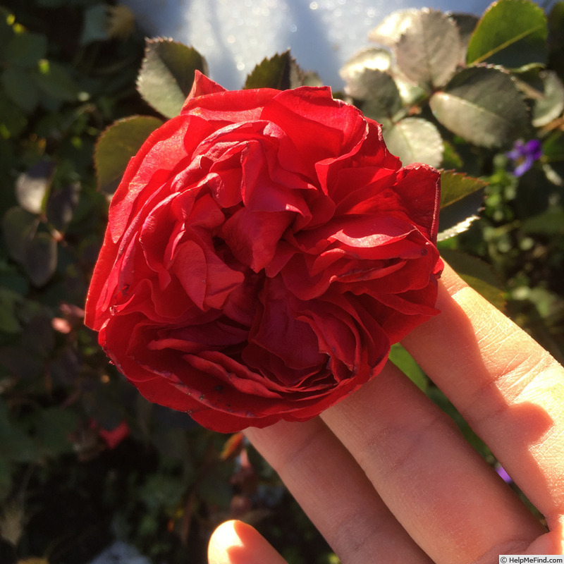 'Canadian Shield™' rose photo