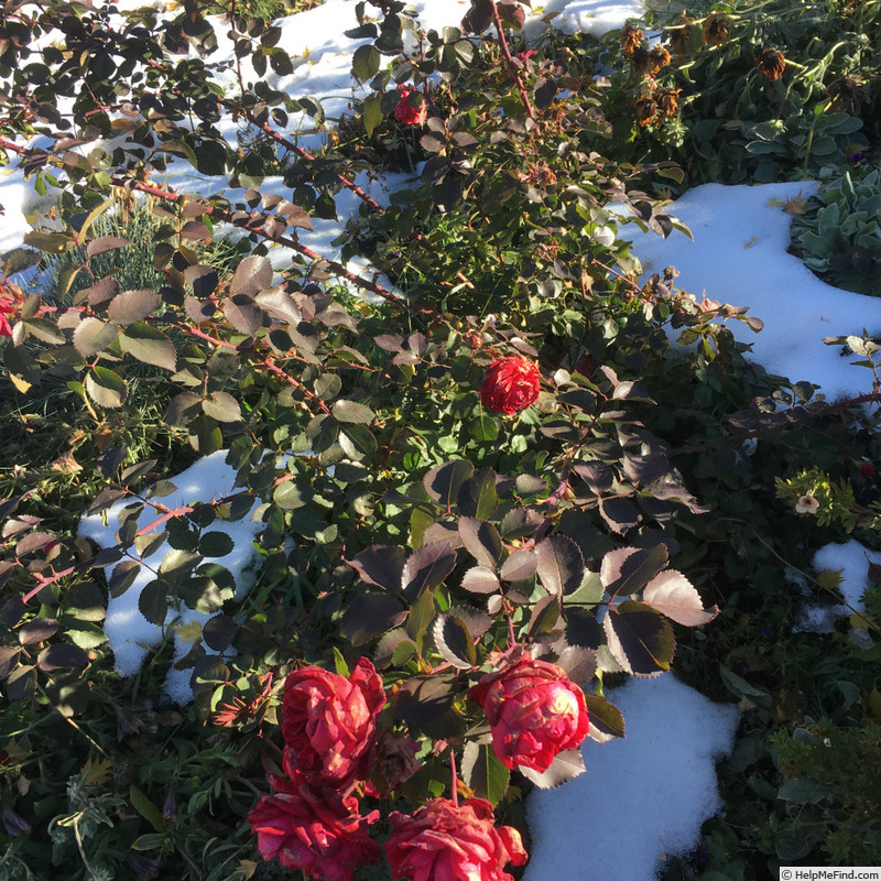 'Canadian Shield™' rose photo