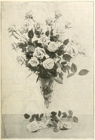 'Maid of Honor (tea, Hoffmeister, 1899)' rose photo