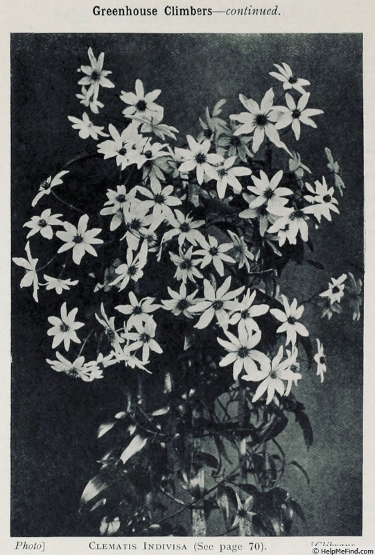 '<i>C. indivisa</i> Willd.' clematis photo