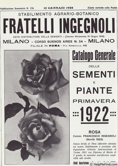 'Commendatore Francesco Ingegnoli' rose photo