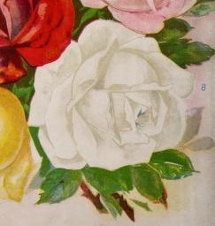 'Priscilla (syn. White Maman Cochet)' rose photo