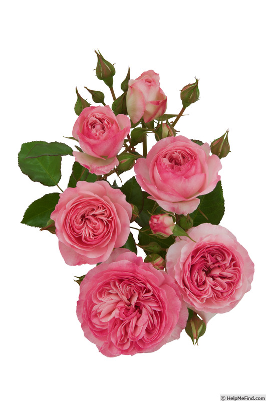 'Pink Romanza ®' rose photo