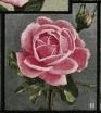 'Mrs. Wakefield Christie-Miller' rose photo