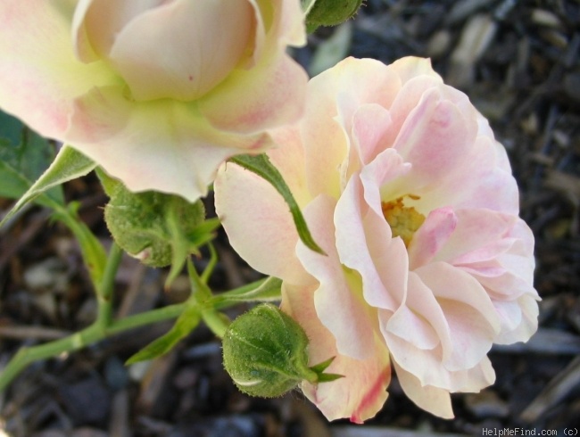 'Rainforest' rose photo