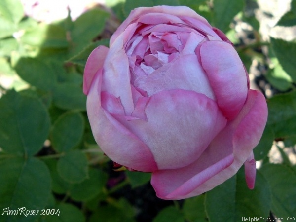 'Queen Victoria (Hybrid Perpetual, Laffay, 1838)' rose photo