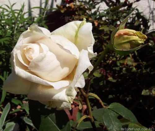 'Chablis' rose photo