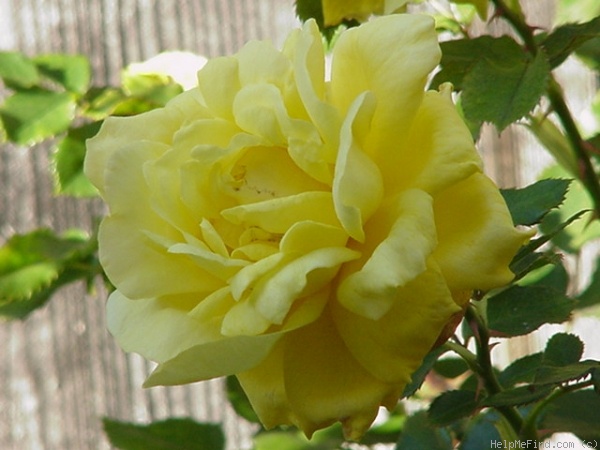 'Mirabella ™' rose photo