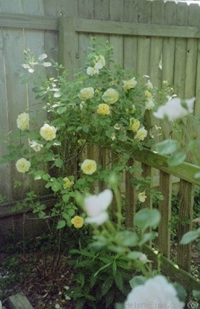 'Graham Thomas' rose photo