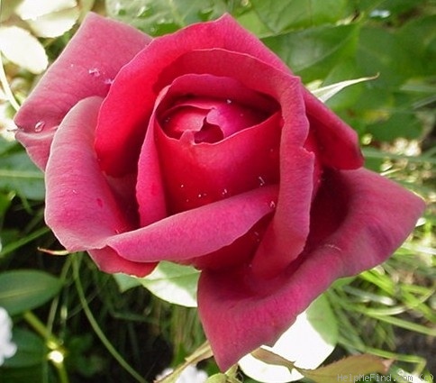 'Ink Spots (hybrid tea, Weeks 1985)' rose photo