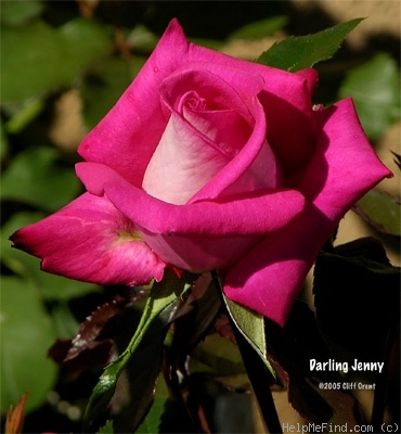 'Darling Jenny' rose photo