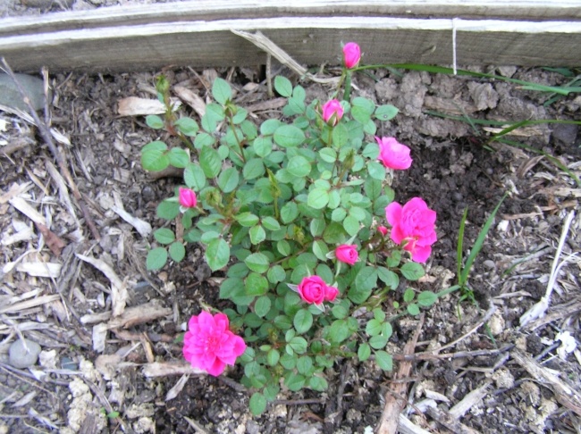 'Donna's Rose Garden - Northern CA'  photo
