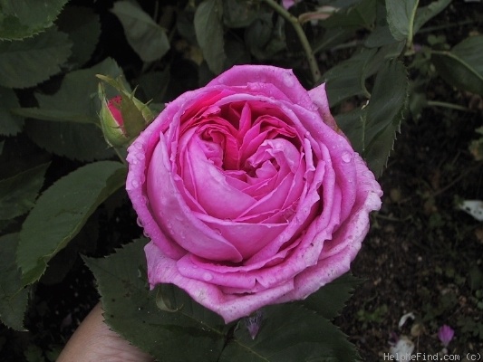 'Heinrich Schultheis' rose photo