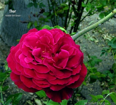 'Thor (Rambler, Horvath, 1940)' rose photo