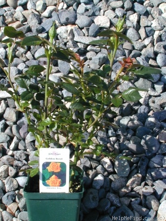 'Golden Beryl' rose photo