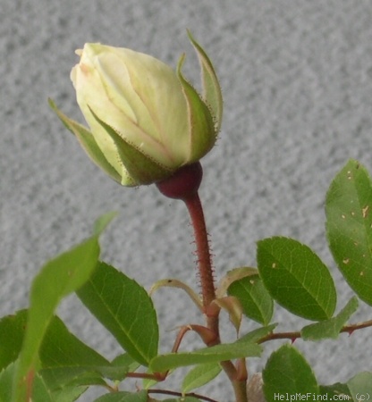 'Alba Odorata' rose photo