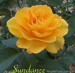'Sundance ™ (hybrid tea, Zary, 2004)' rose photo