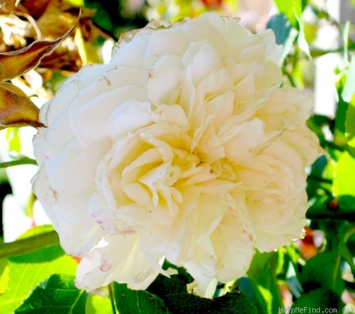 'Joan Fontaine' rose photo