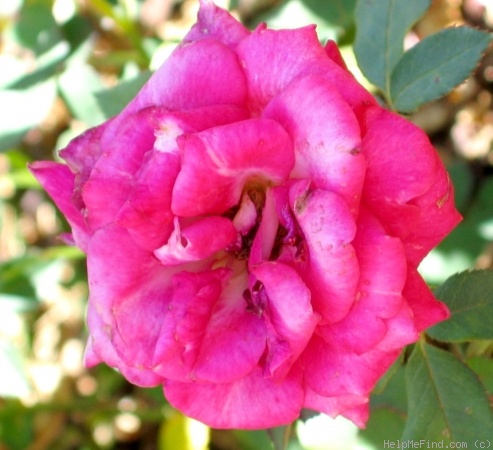 'Antique Tapestry' rose photo