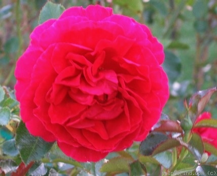 'Courageous ™' rose photo