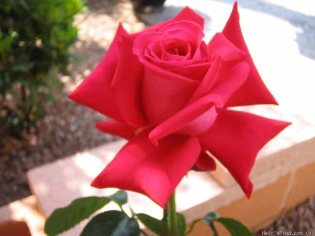 'Red Devil (hybrid tea, Dickson, 1965)' rose photo