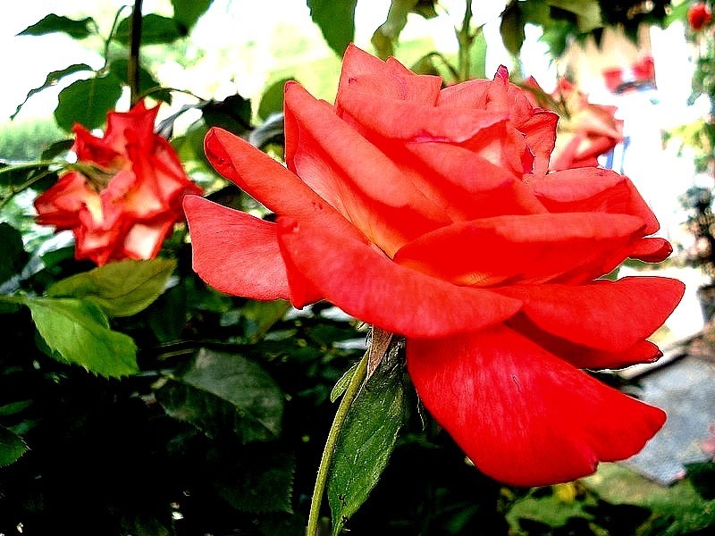 'Cap Horn ®' rose photo