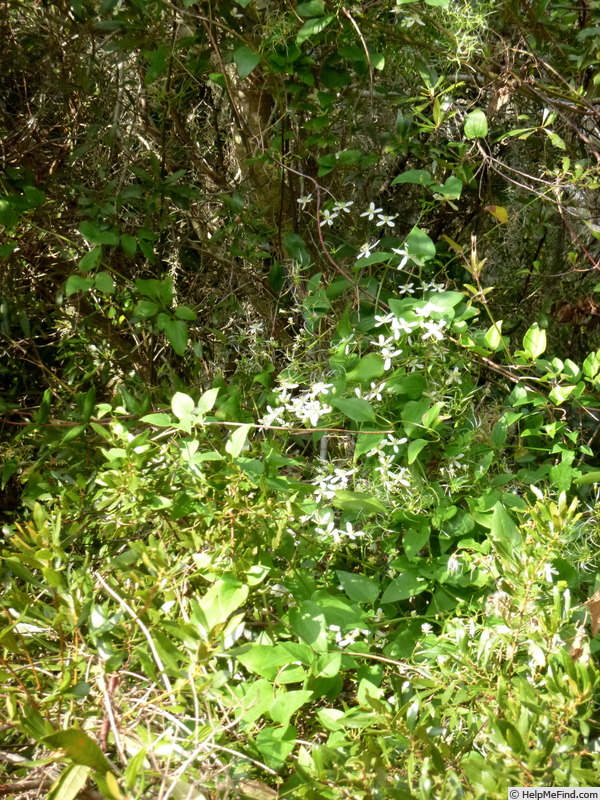 'Sweet Autumn Scented Clematis' clematis photo